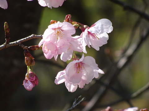 桜の花