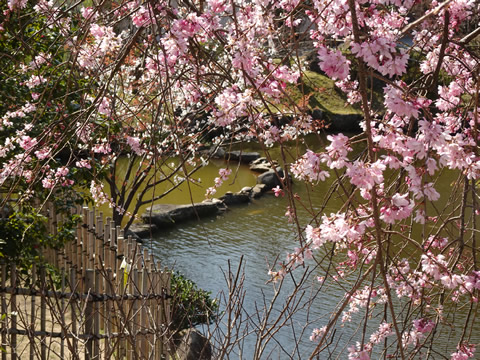 しだれ桜