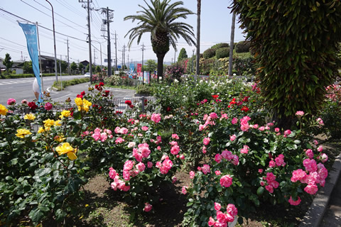 冠梅園のバラ