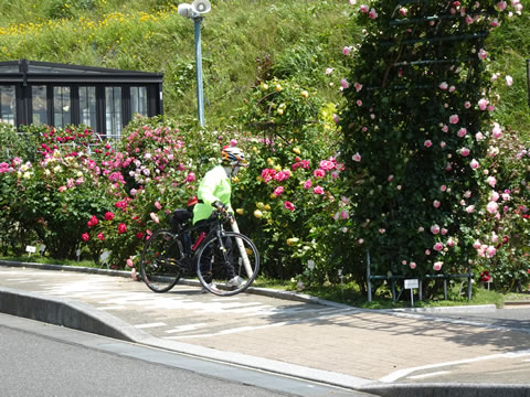 冠梅園のバラ