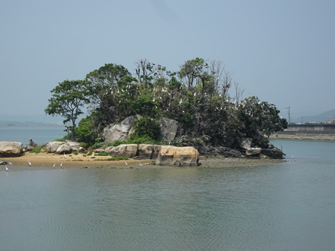 野鳥の小島