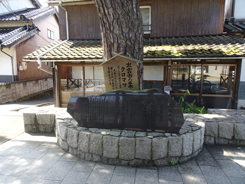 出雲市の名木、黒松