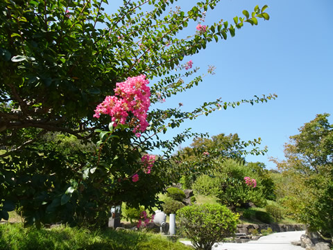 サルスベリのピンクの花