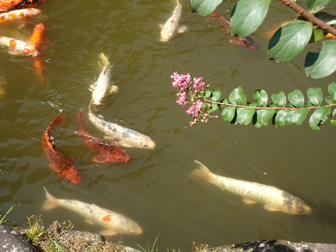 鯉とピンクの花