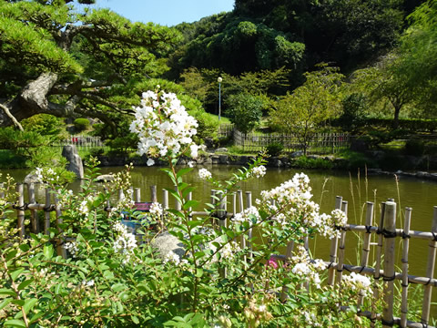 サルスベリの白の花