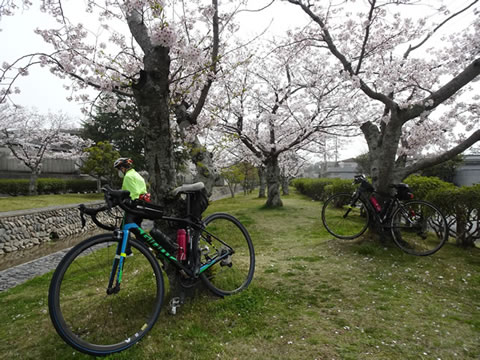 西河原緑地の桜１