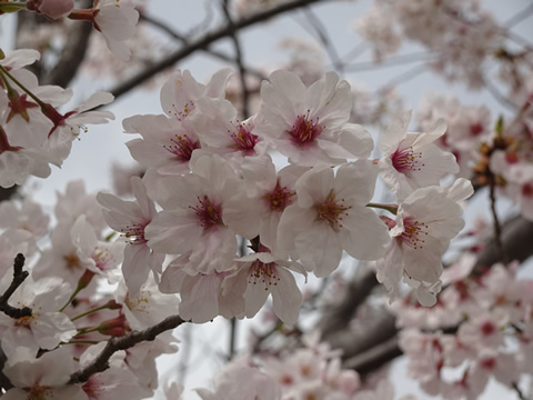 西河原緑地の桜２