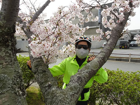 西河原緑地の桜４