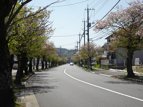 桜木の桜並木