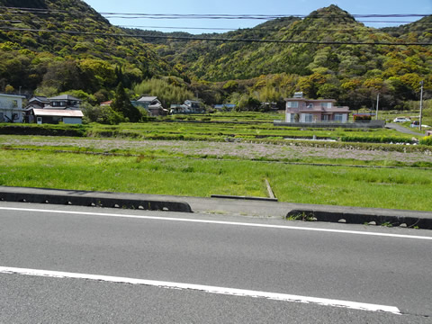 田んぼの蓮華