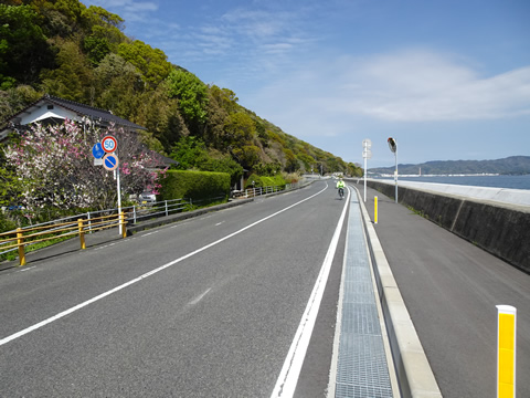 海岸線の八重桜