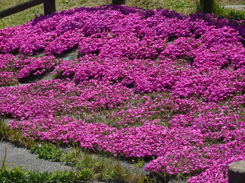 堰堤の芝桜