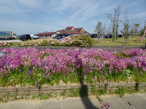 道の駅の花