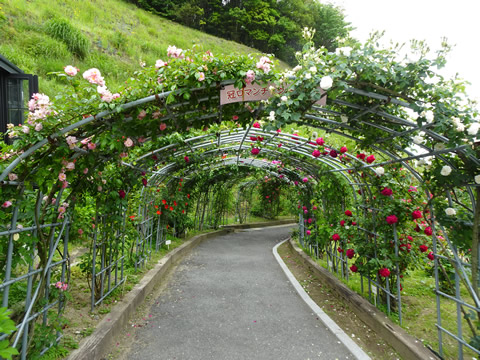 冠山総合公園のばら３