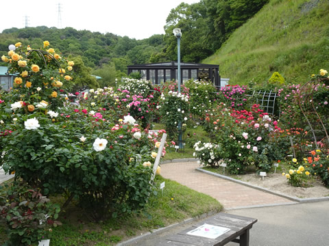 冠山総合公園のばら５