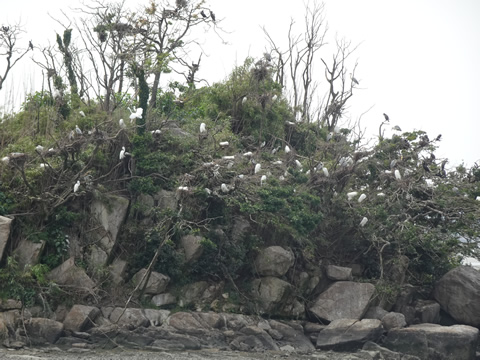 鷺の島