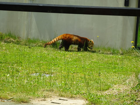 レストランから見えるレッサーパンダ