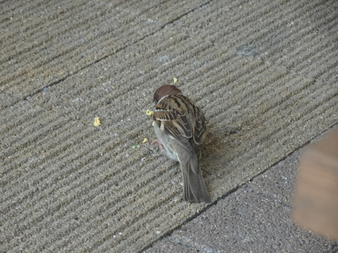 エサを食べに来たスズメ