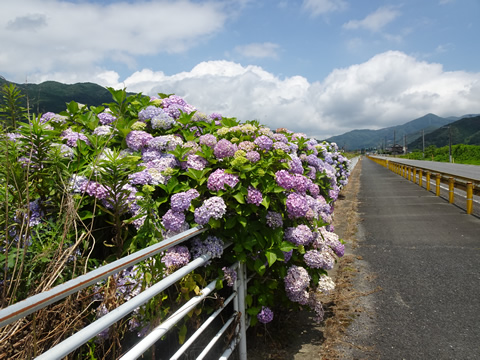 歩道横のアジサイ