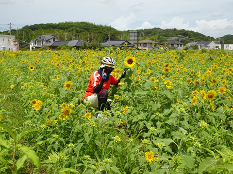 きららから山口１１ひまわり畑