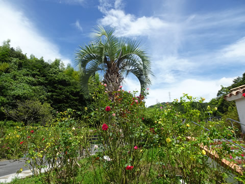 冠山総合公園