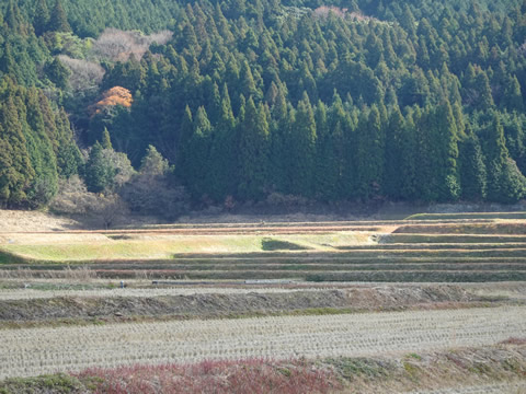 八代サイクリング5