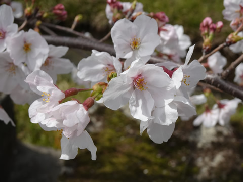 一の坂川４