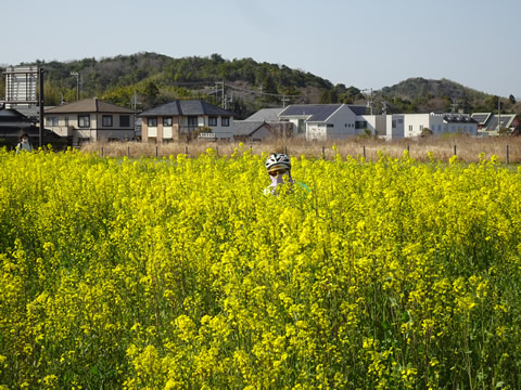 きららあじすの菜の花畑