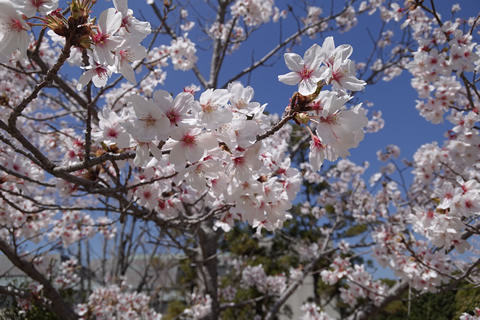 周南桜巡り１