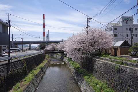 周南桜巡り１４