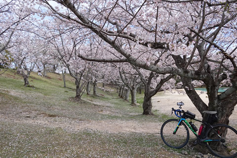 周南桜巡り２０