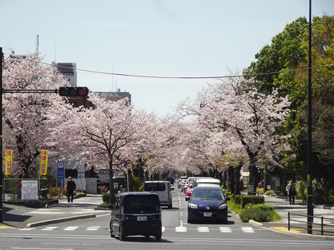 周南桜巡り３