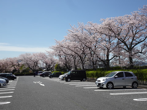 周南桜巡り４