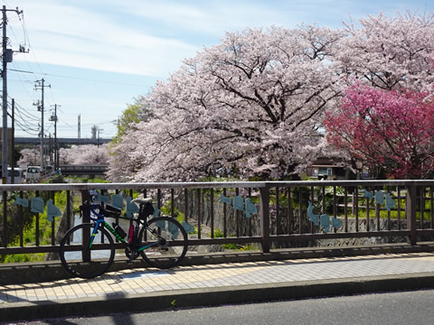 周南桜巡り１２