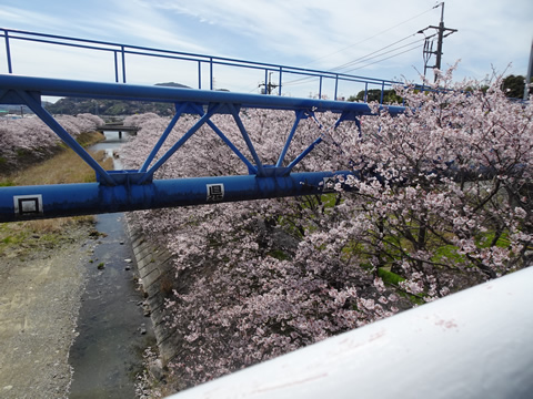 下松桜巡り１