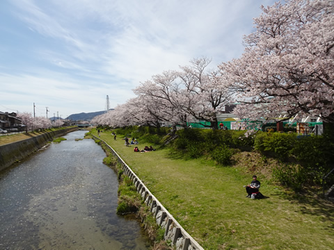 下松桜巡り２