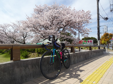 下松桜巡り３