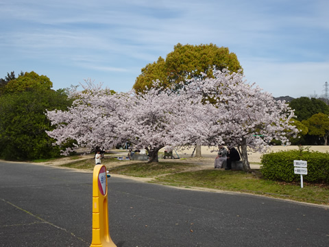 周南桜巡り１８