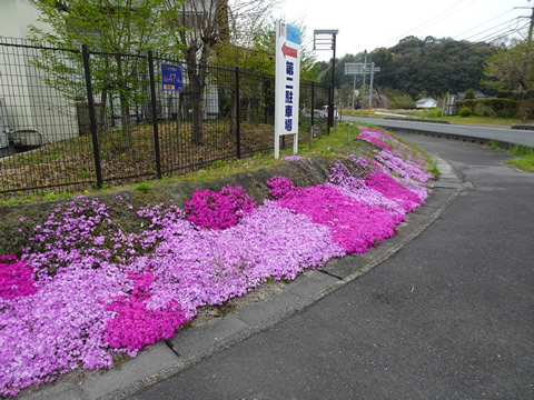 里の厨の芝桜