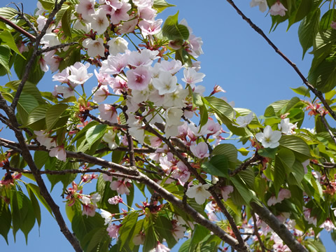 平生ボートパークの桜