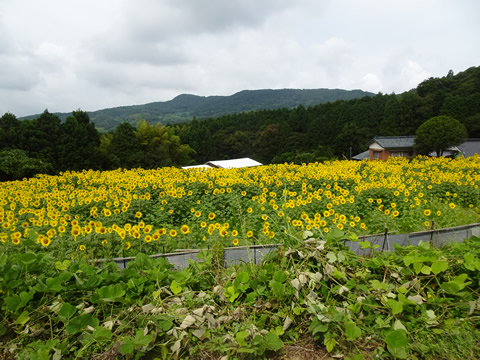 長門サイクリング３