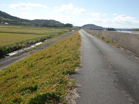 土手に沢山咲いていました