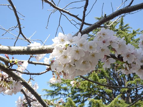 花見サイクリング１５