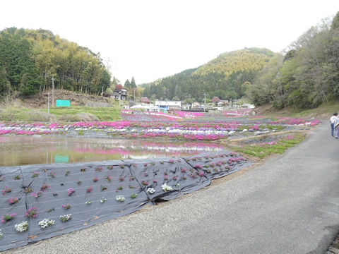 大道理-鹿野９