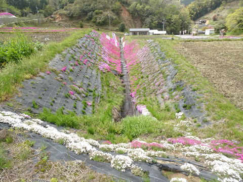 大道理-鹿野１４