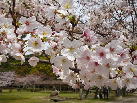 4月2日萩４