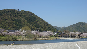 4月岩国・錦帯橋と岩国城と桜