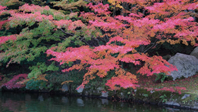 11月広島市・三景園