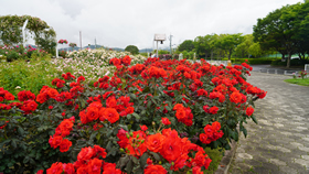 5月18日蜂ヶ峯１