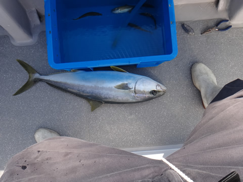 釣り上げたひらまさ